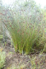 Thamnochortus insignis