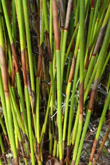 Thamnochortus insignis