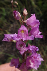Disa procera
