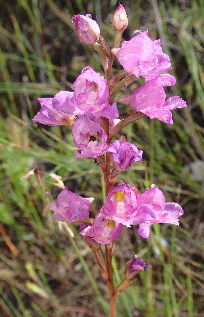 Disa procera