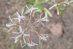 Pelargonium auritum carneum