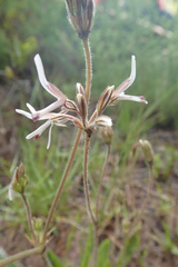Pelargonium auritum carneum