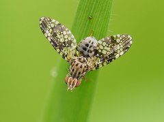 Austrotephritis fuscata