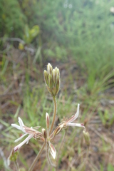 Pelargonium auritum carneum
