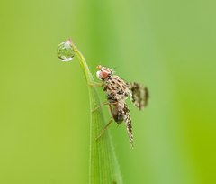Austrotephritis fuscata
