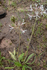 Pelargonium auritum carneum