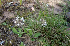Pelargonium auritum carneum