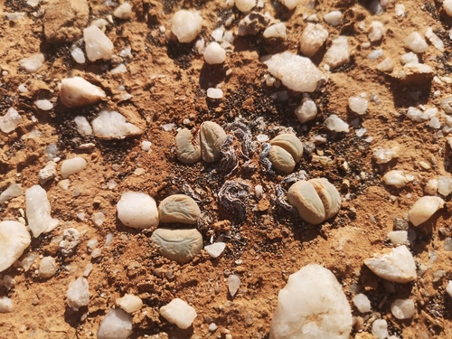 Lithops meyeri