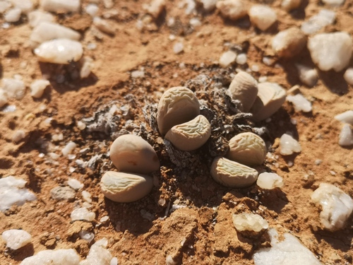 Lithops meyeri