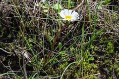 Allittia cardiocarpa