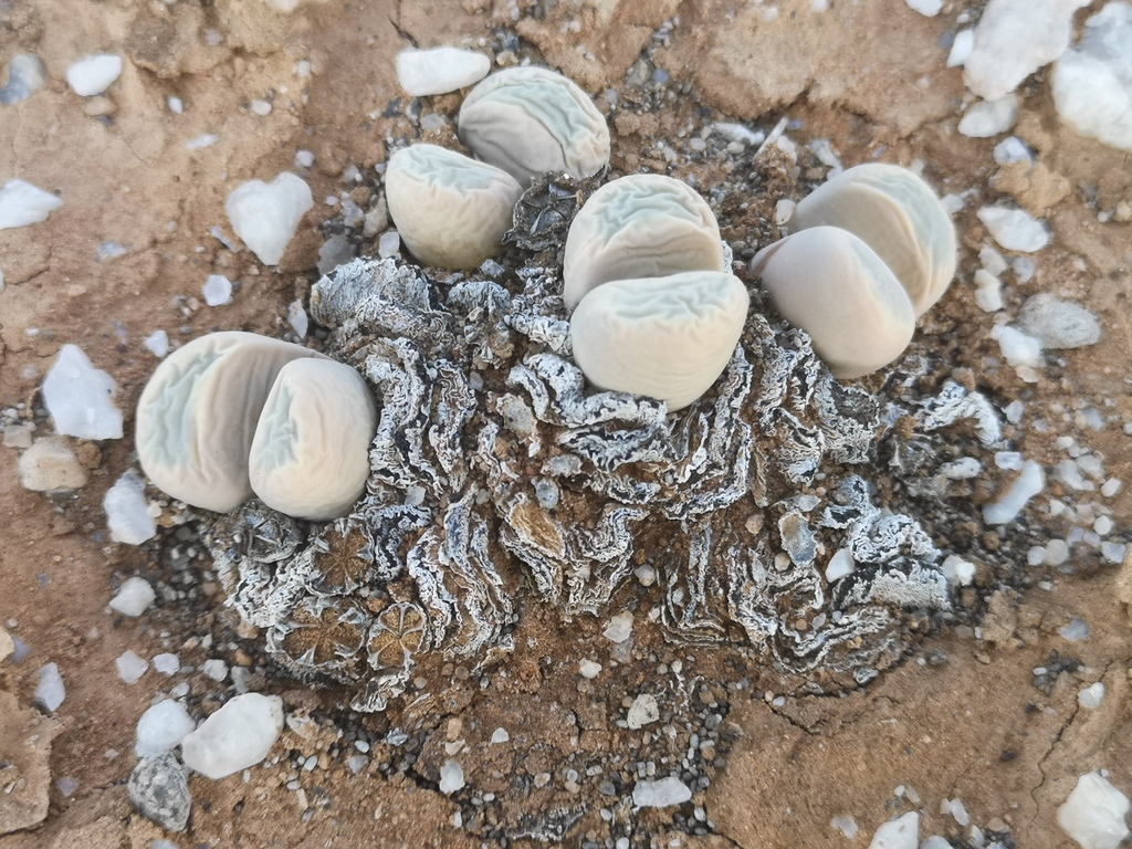 Lithops meyeri, Namakwa, ZA-NC, ZA
