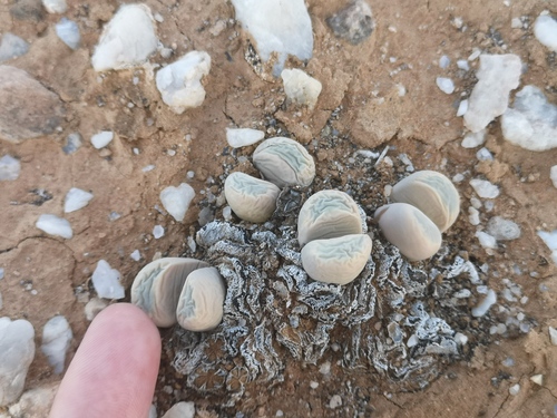 Lithops meyeri