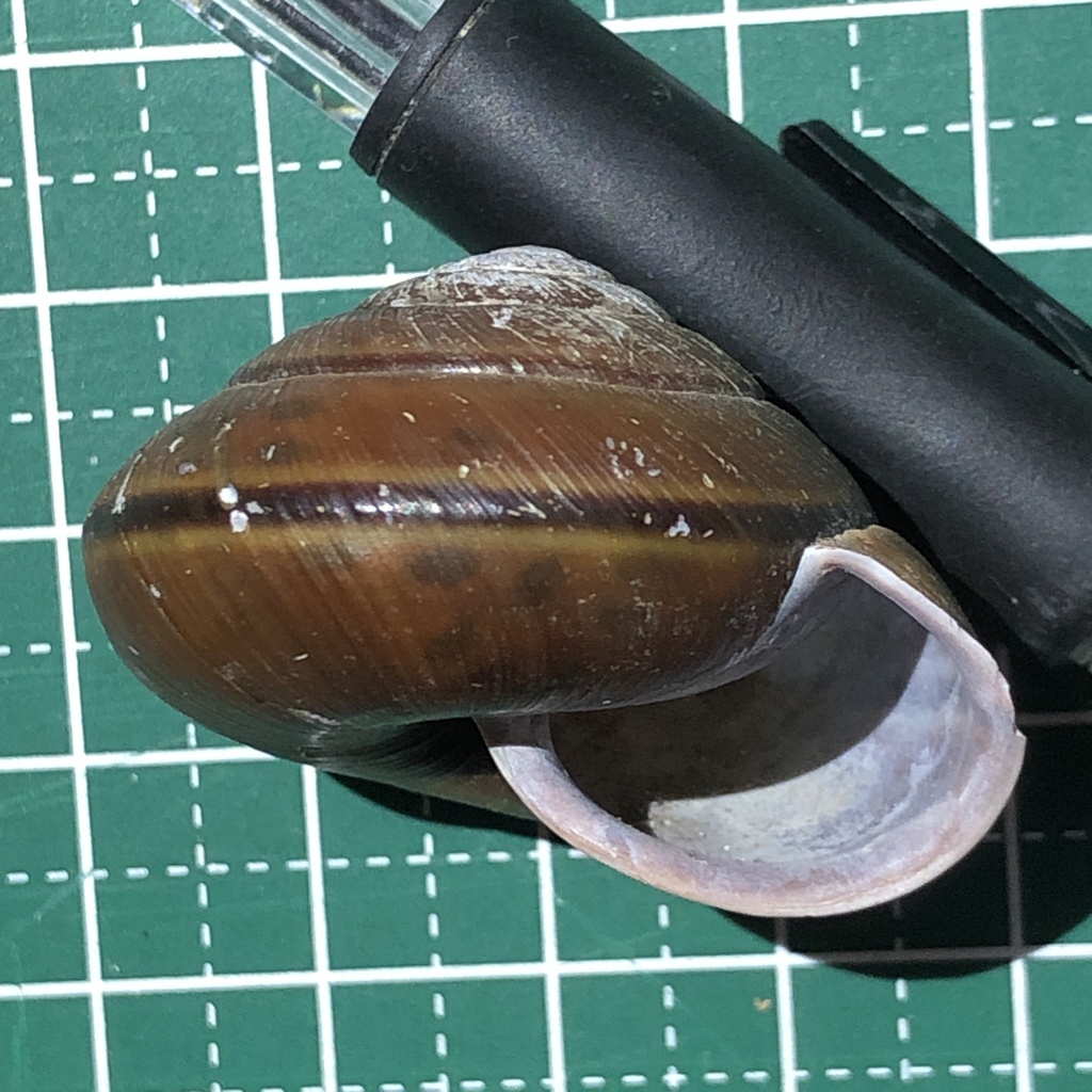 Satsuma mercatoria