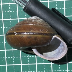 Satsuma