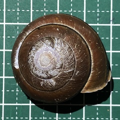 Satsuma