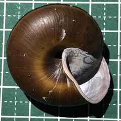 Satsuma