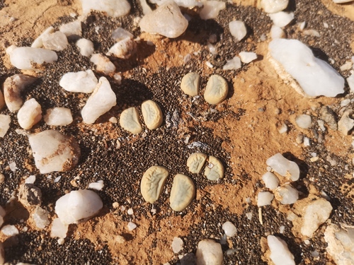 Lithops meyeri