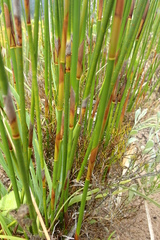 Thamnochortus erectus