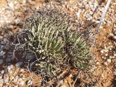 Tylecodon reticulatus