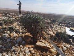 Tylecodon reticulatus