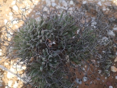 Tylecodon reticulatus