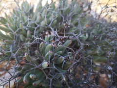 Tylecodon reticulatus