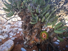 Tylecodon reticulatus