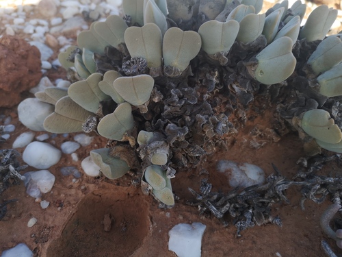 Cheiridopsis pillansii