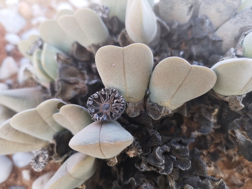 Cheiridopsis pillansii