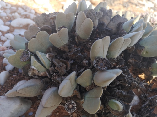 Cheiridopsis pillansii