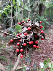 Abrus precatorius africanus