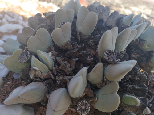 Cheiridopsis pillansii