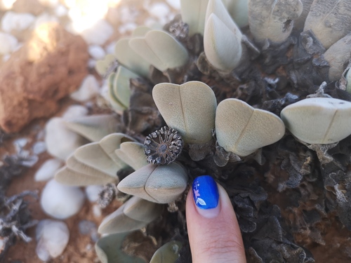 Cheiridopsis pillansii
