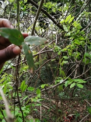 Abrus precatorius africanus