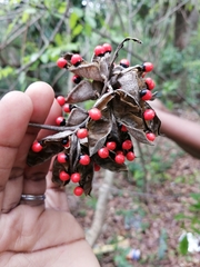 Abrus precatorius africanus