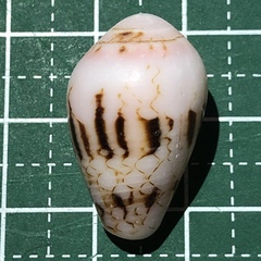 Conus retifer image