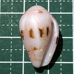Conus retifer