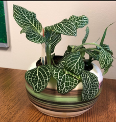 Fittonia