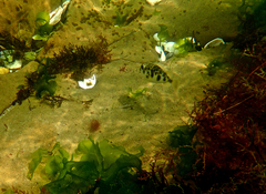 Contusus brevicaudus