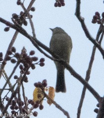 Contopus latirostris