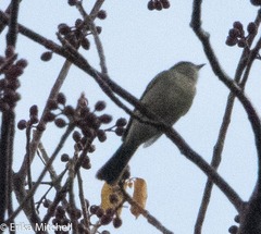 Contopus latirostris