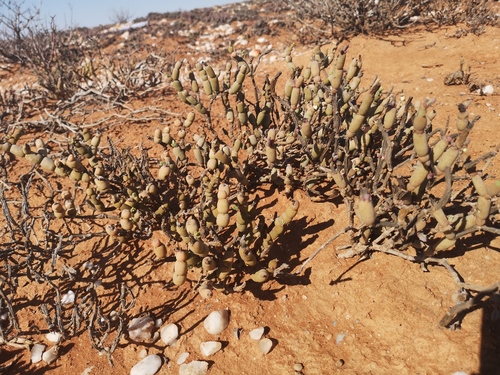 Mesembryanthemum pseudoschlichtianum