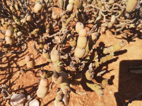 Scorpion Woodfig (Mesembryanthemum pseudoschlichtianum)