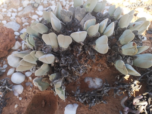Cheiridopsis pillansii