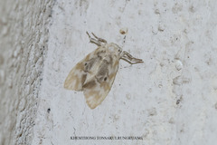 Nudaria phallustortens
