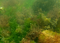 Contusus brevicaudus