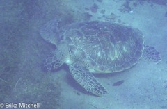 Chelonia mydas