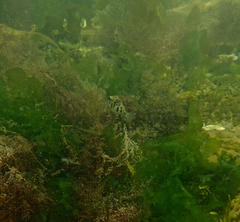 Contusus brevicaudus