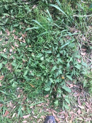 Solanum prinophyllum