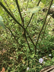 Solanum stelligerum